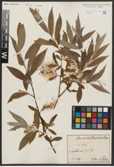 Foto von Salix alba L.